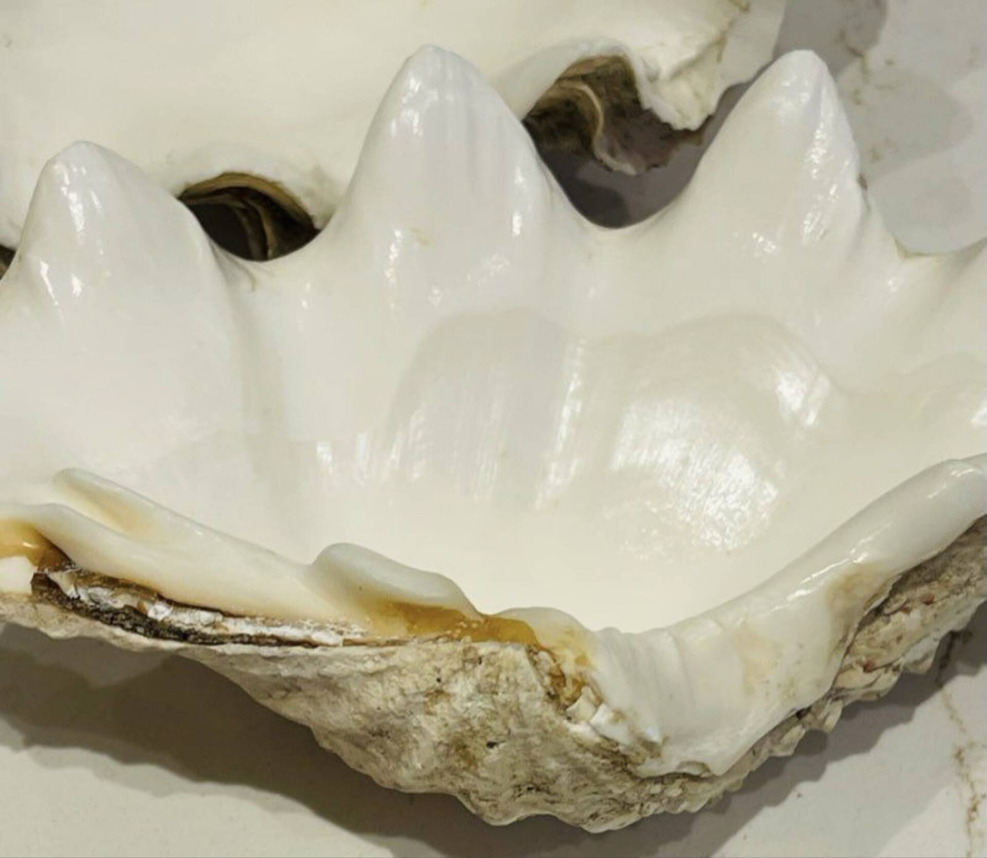 Blessed bivalve shell