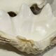 Blessed bivalve shell