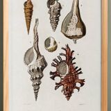 Poster about seashells, based on an old engraving from 1849.