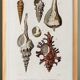 Poster about seashells, based on an old engraving from 1849.