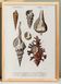 Poster about seashells, based on an old engraving from 1849.