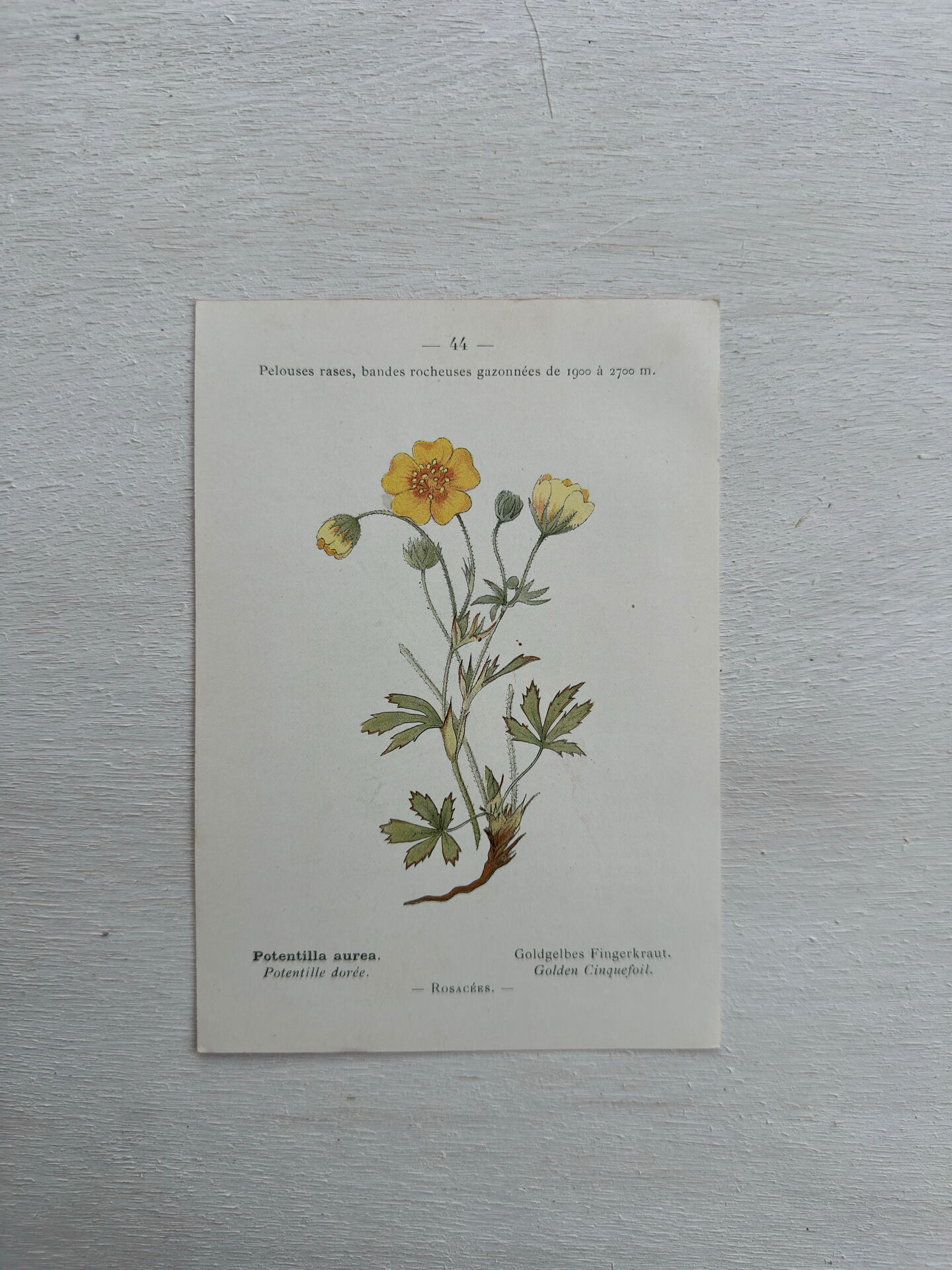 Botanical Plate 1800 Old naturalist engraving 19th century double-sided