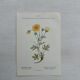 Botanical Plate 1800 Old naturalist engraving 19th century double-sided