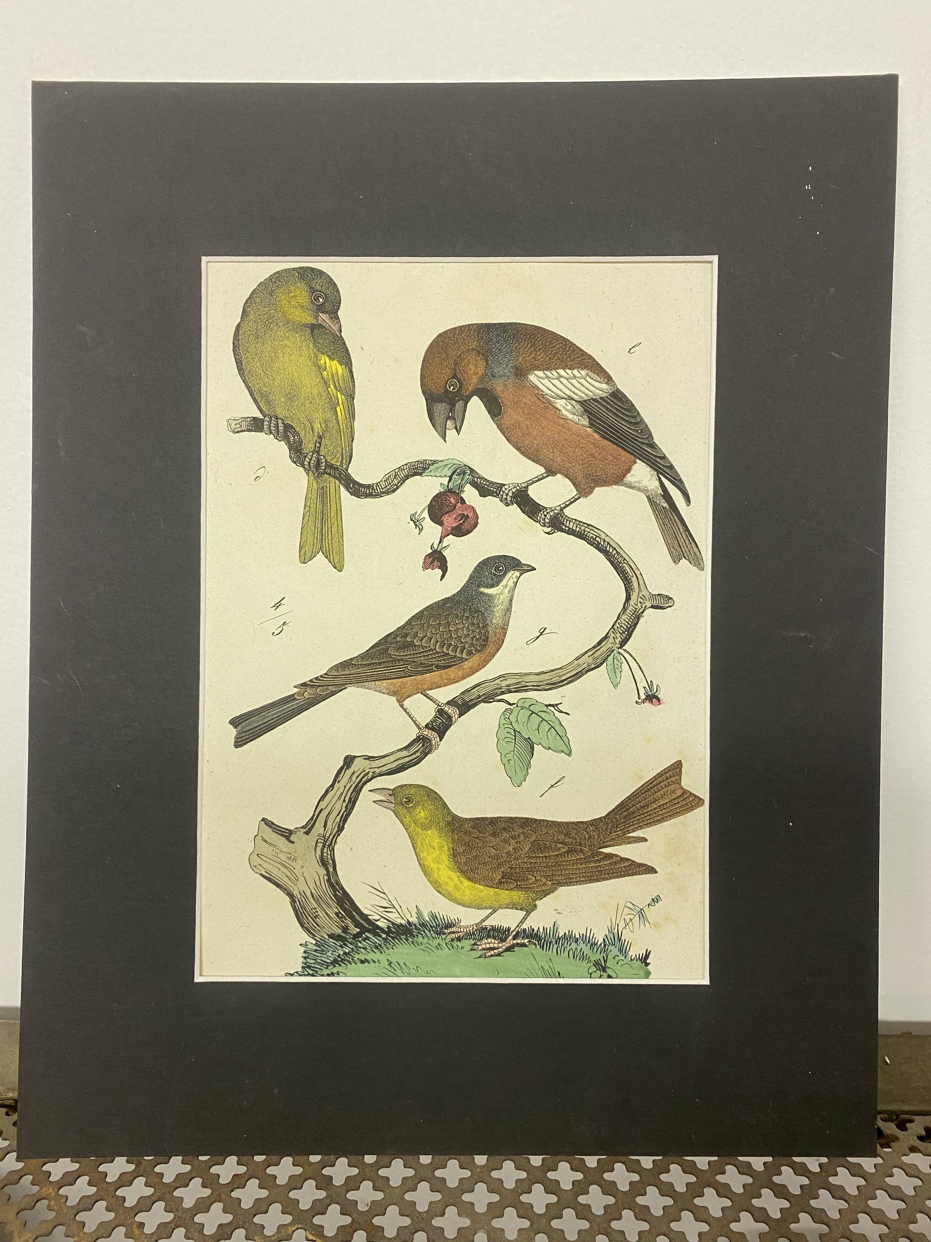 Naturalistic engraving birds