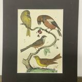 Naturalistic engraving birds