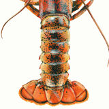 "Alec", the lobster, art print 21/29.7 cm