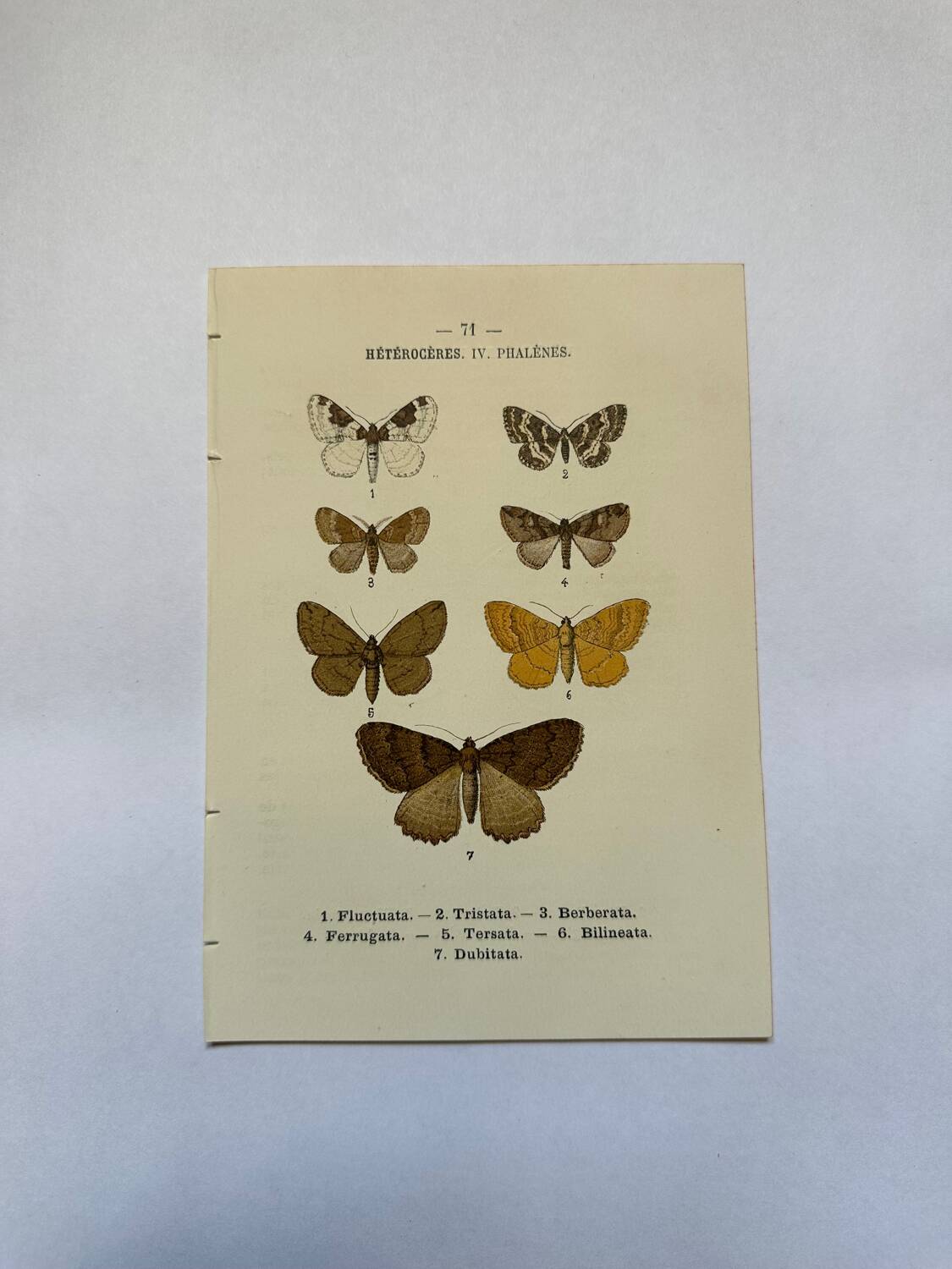 Botanical engraving butterflies double-sided naturalist plate Etching