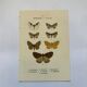 Botanical engraving butterflies double-sided naturalist plate Etching