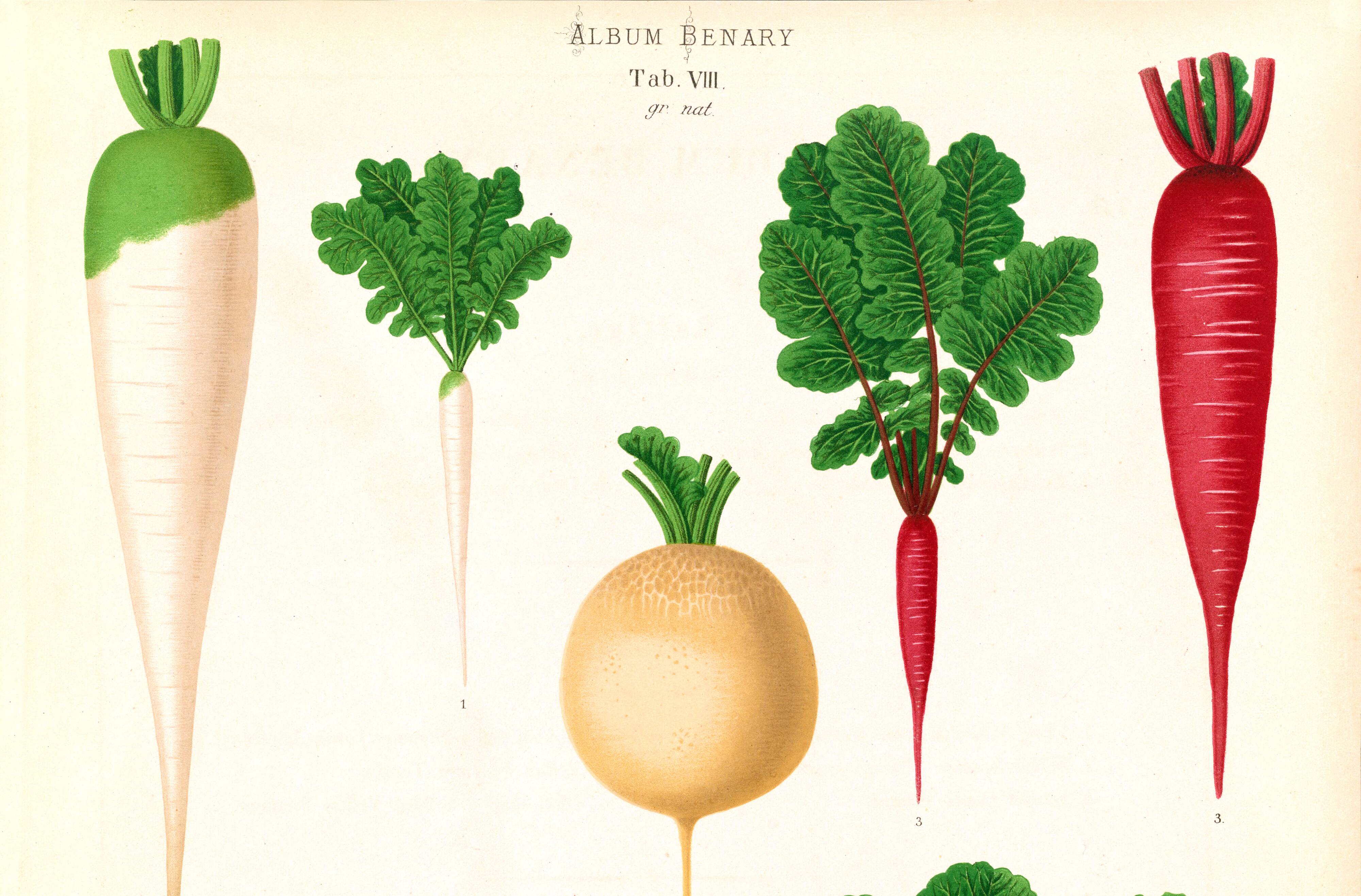 Poster about white radishes, based on an old engraving from 1886.