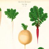 Poster about white radishes, based on an old engraving from 1886.