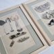 Two old engravings of watercolor mushrooms nineteenth century after G. Bernard