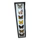Multiple stuffed butterflies