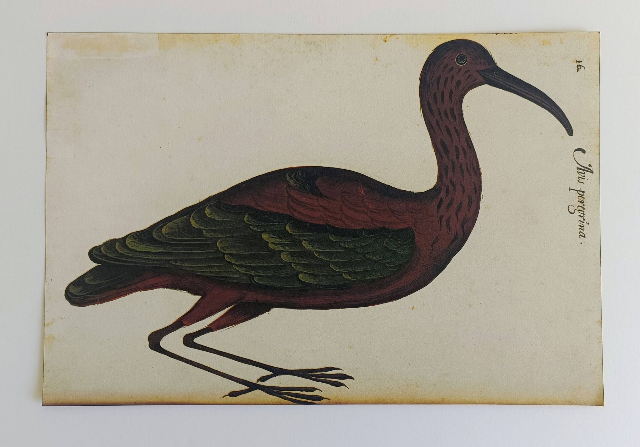 Paire de reproductions du Codex Pomar d'Histoire Naturelle, Valence, 1990
