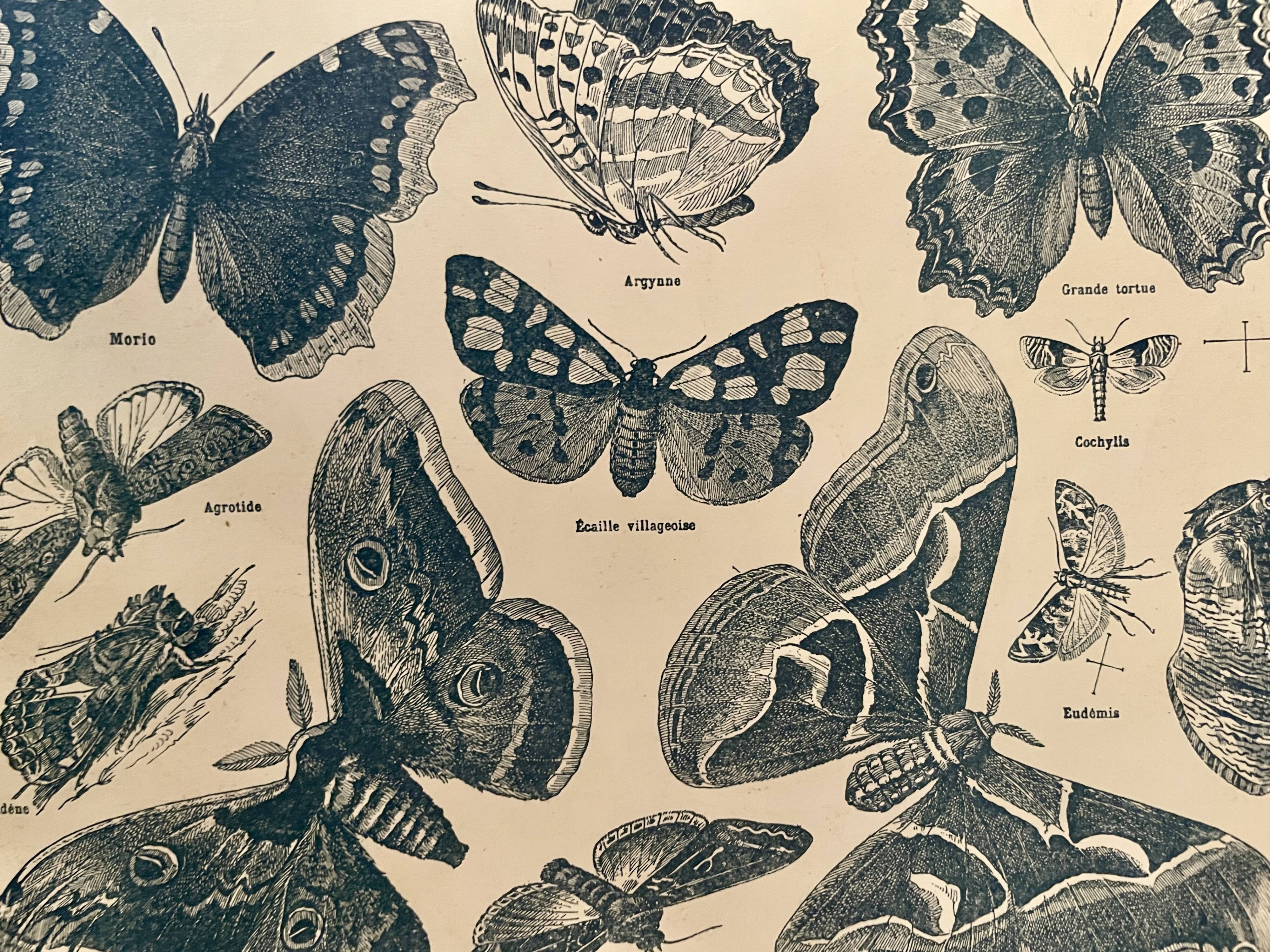 Lithograph on butterflies - 1920