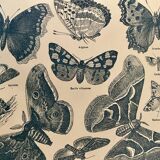 Lithograph on butterflies - 1920