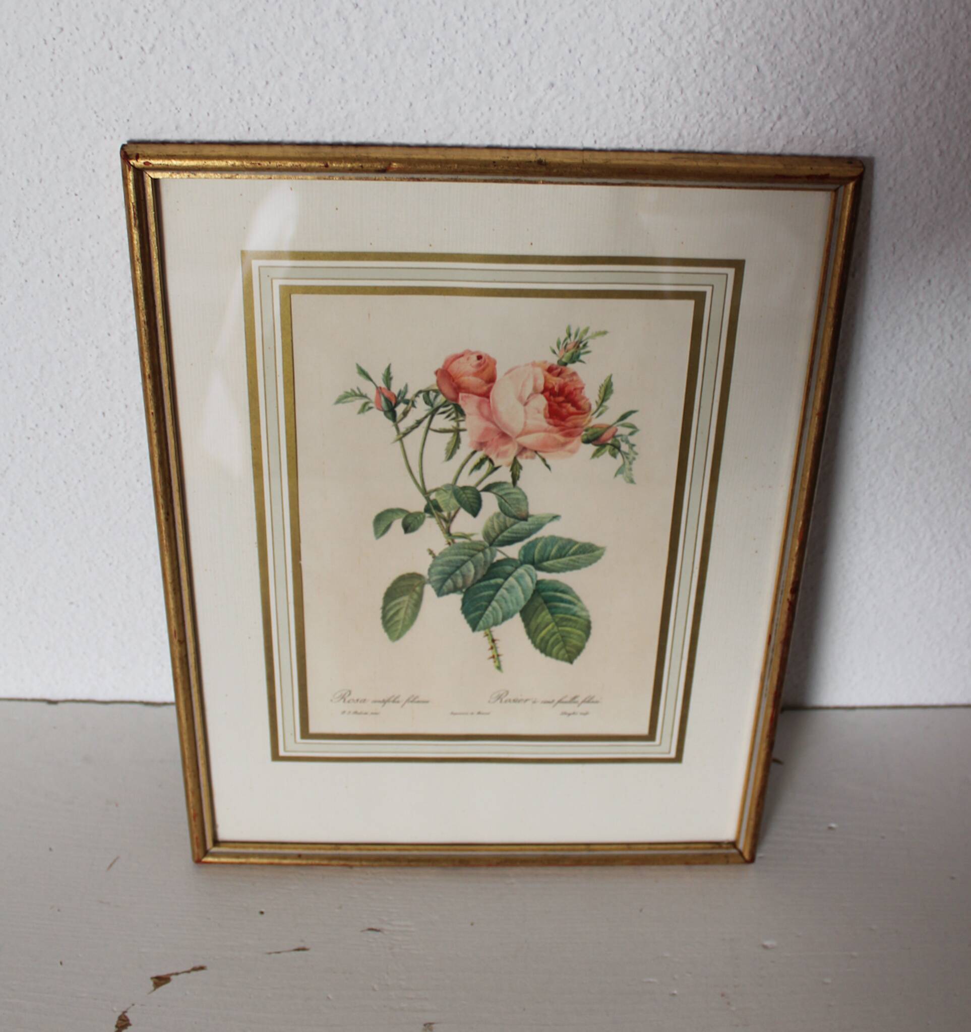 Golden frame botanical illustration