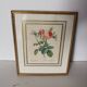 Golden frame botanical illustration