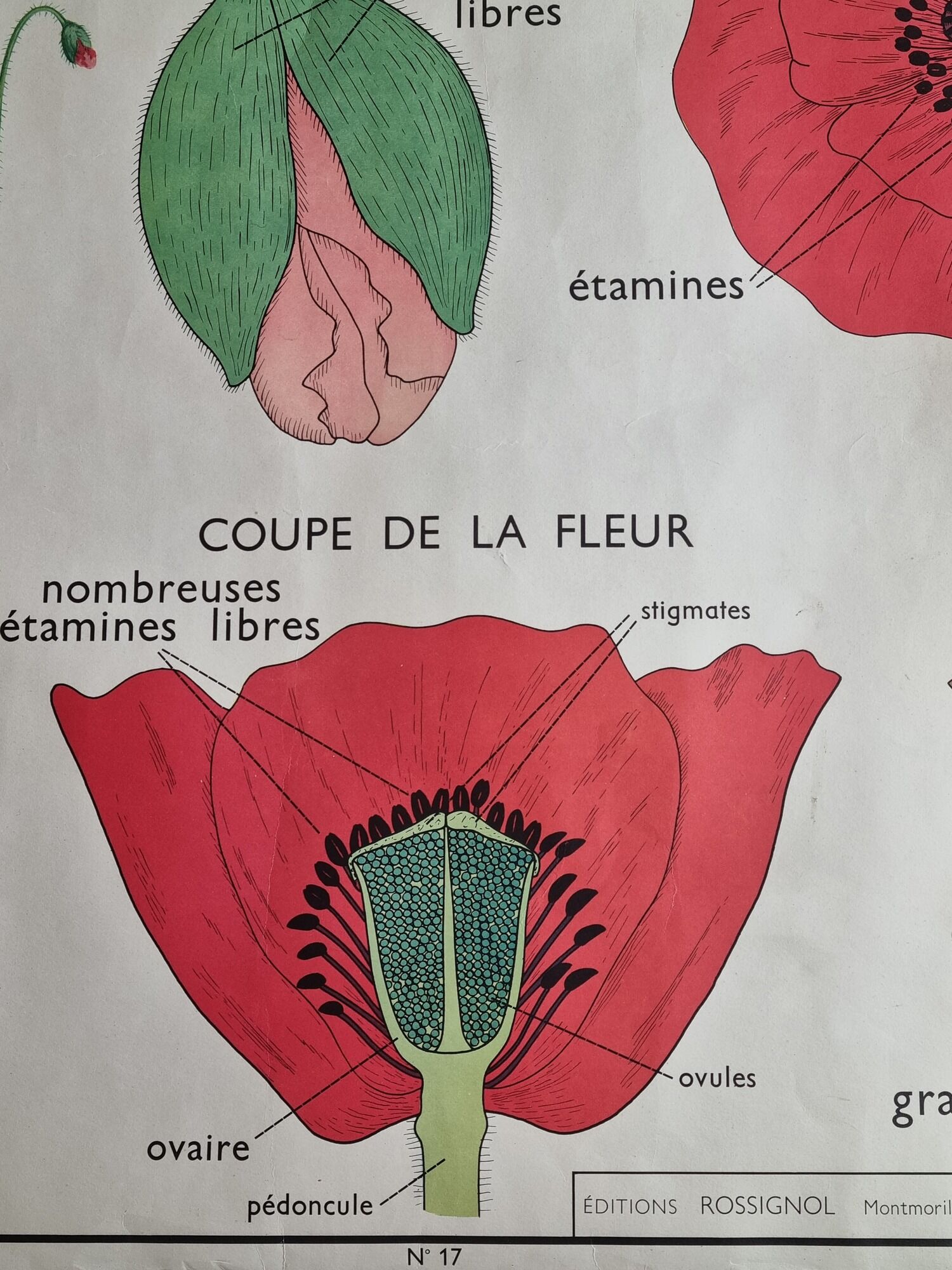 Double-sided educational poster Le Coquelicot - La Giroflée, Rossignol, 60s