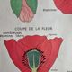 Double-sided educational poster Le Coquelicot - La Giroflée, Rossignol, 60s
