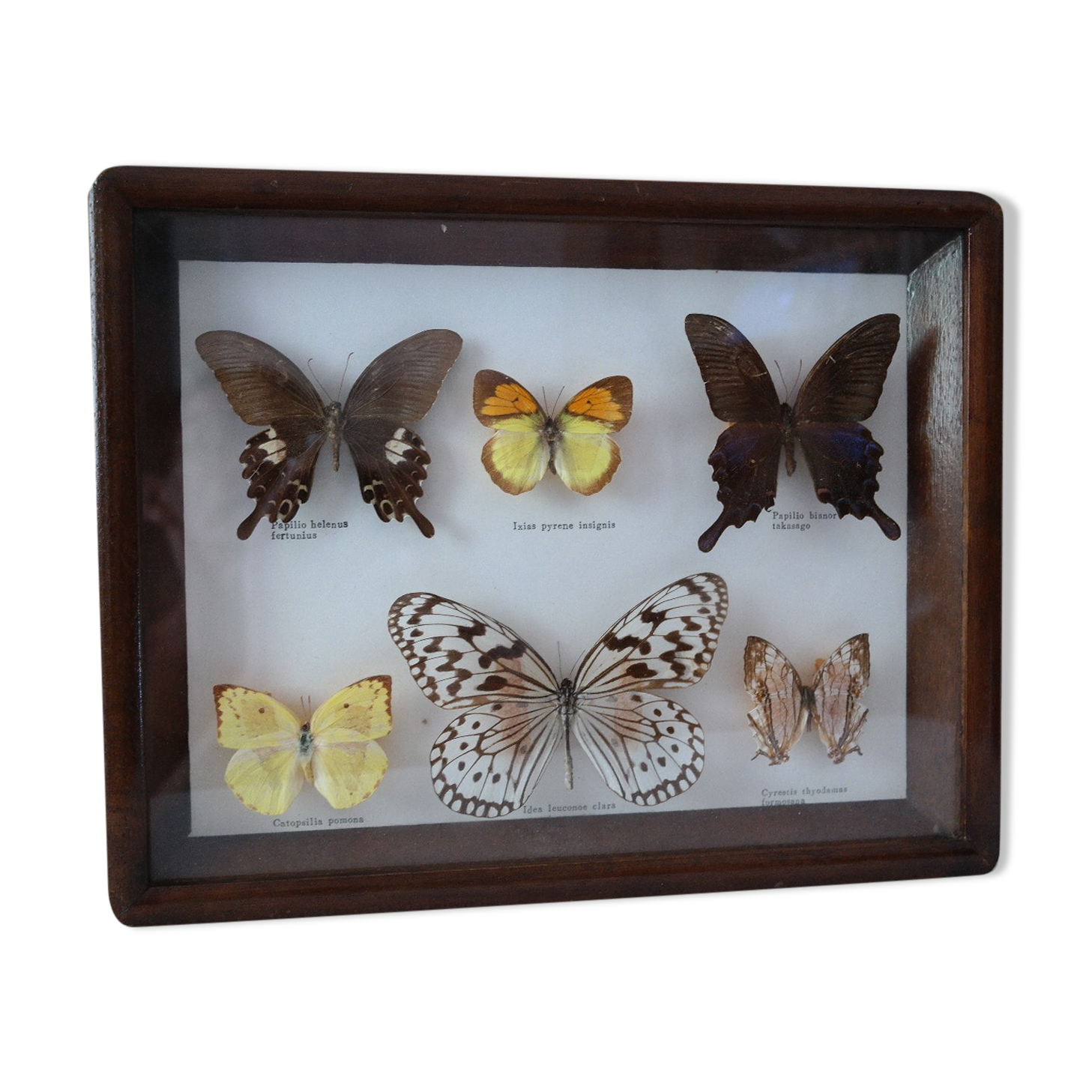 Papillons naturalisés sous cadre bois et verre vintage