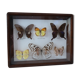 Papillons naturalisés sous cadre bois et verre vintage