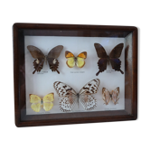 Papillons naturalisés sous cadre bois et verre vintage