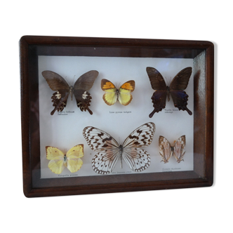 Butterflies naturalized under wood frame and vintage glass