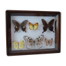 Butterflies naturalized under wood frame and vintage glass