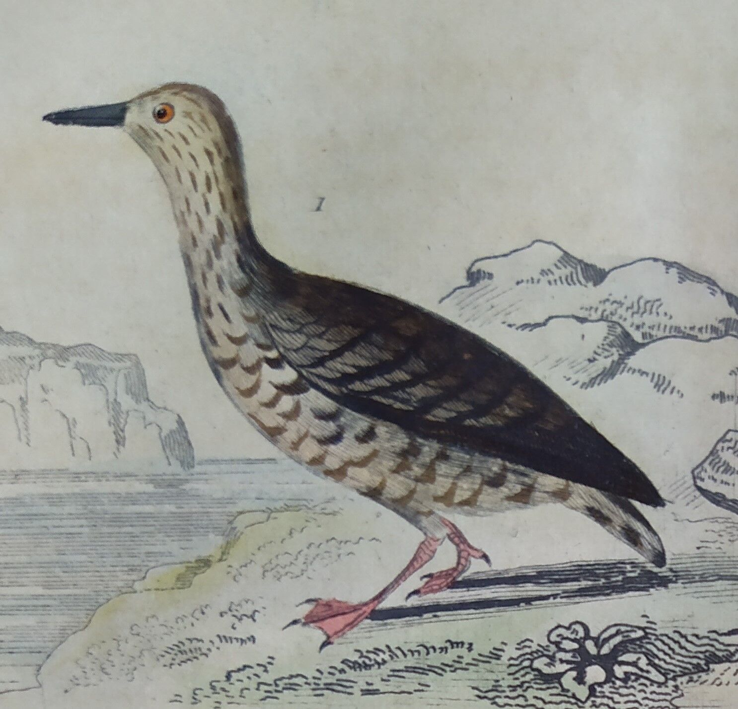 Original ornithological plate "