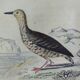 Original ornithological plate "