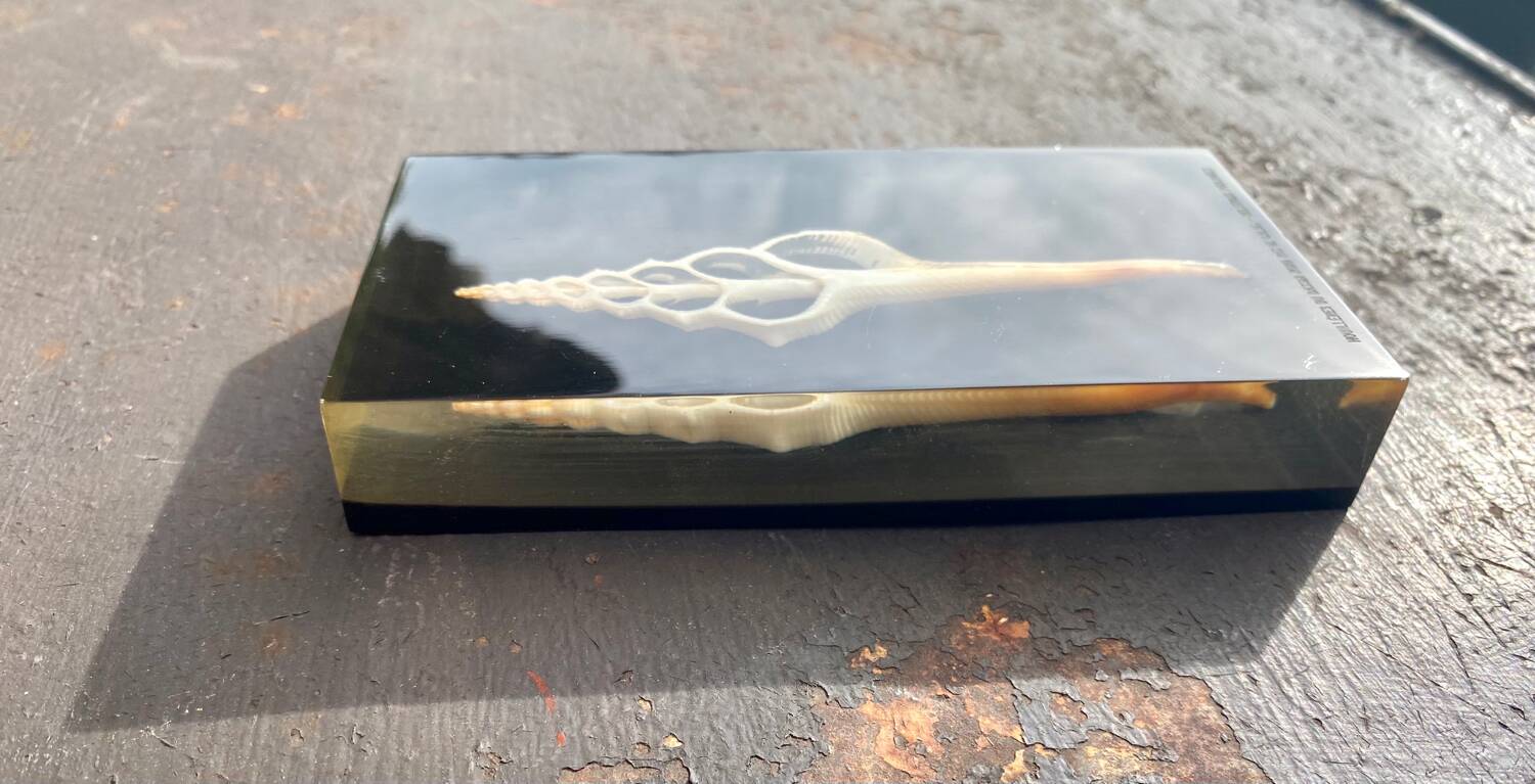 Resin paperweight with shell inclusion