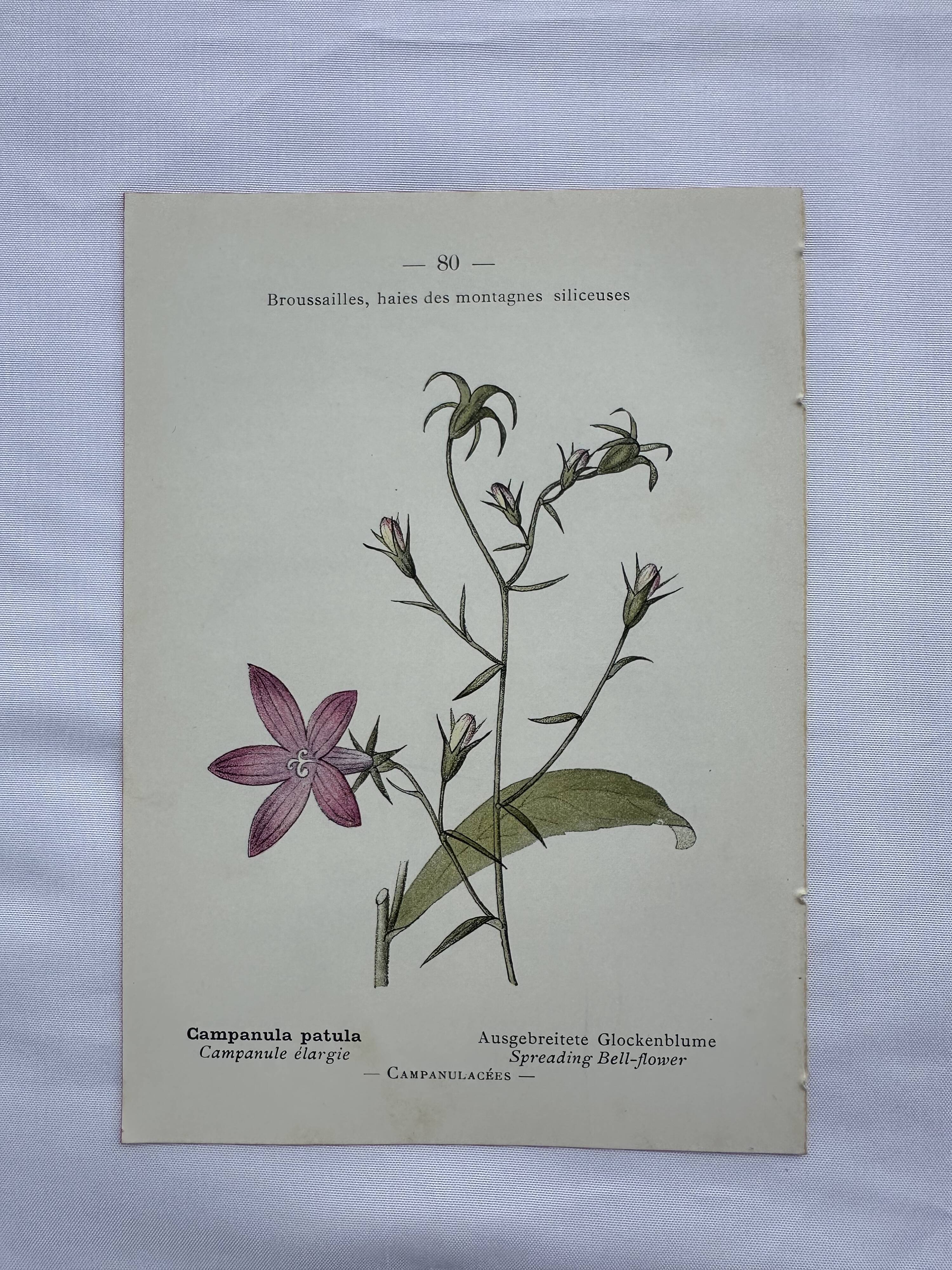 Vintage botanical lithograph naturalist plate France