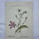 Vintage botanical lithograph naturalist plate France