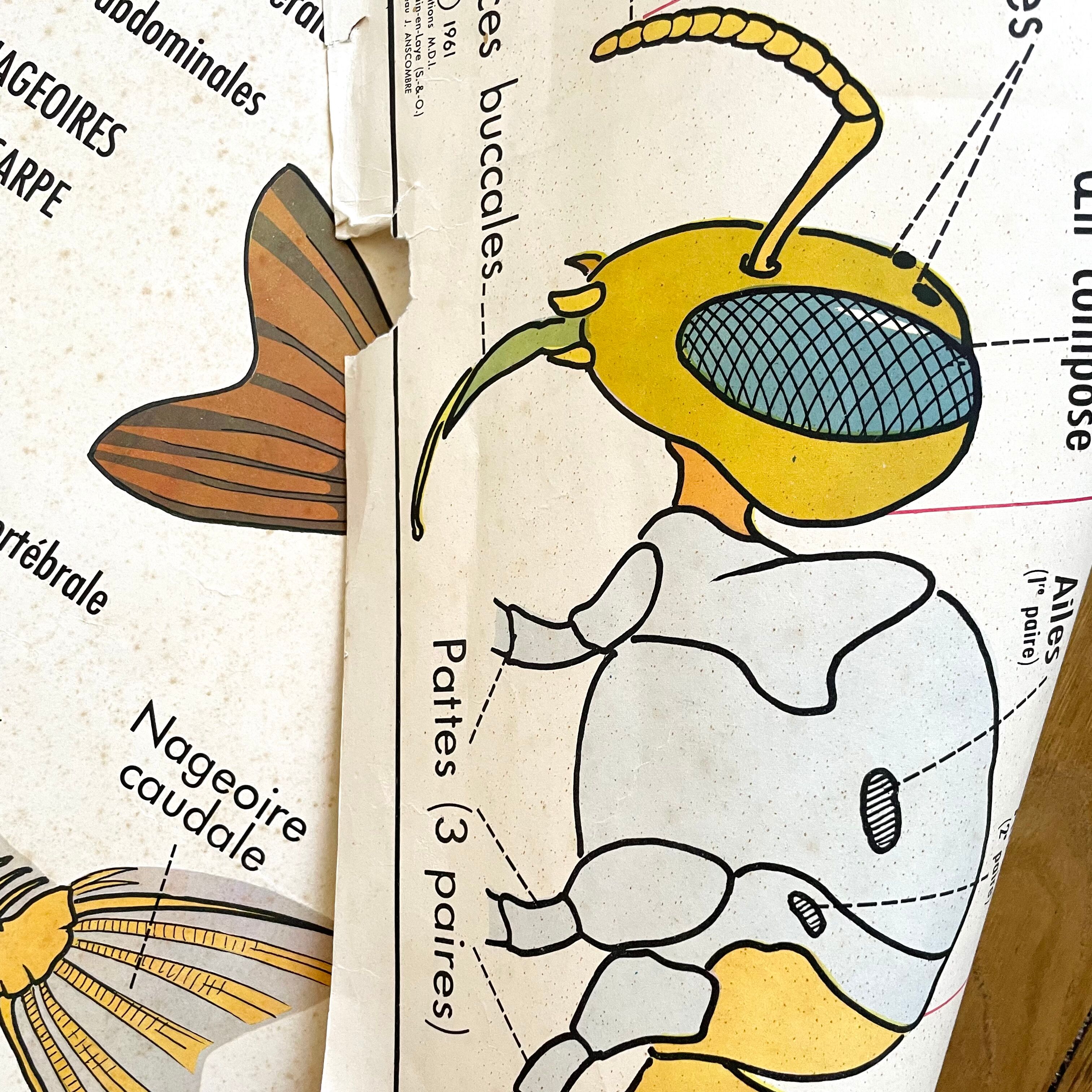 School poster the bee / The fish