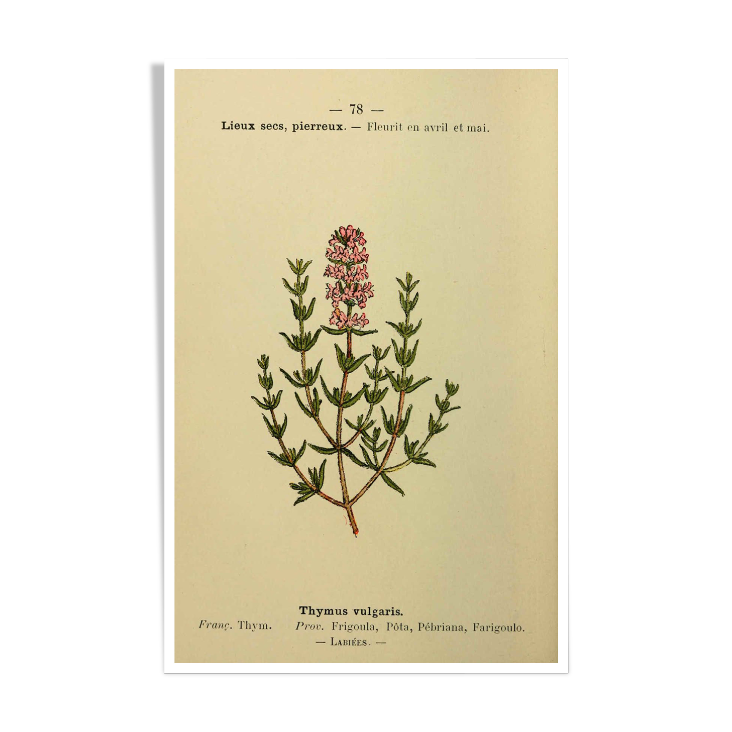 Botanical poster Thyme