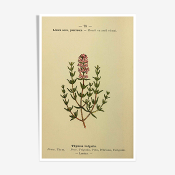 Botanical poster Thyme