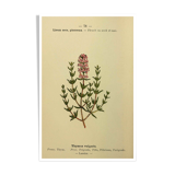Botanical poster Thyme