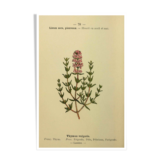 Affiche botanique le Thym