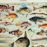 Old engraving 1928, Fish, ocean, marine animals, fauna • Lithograph, Original plate