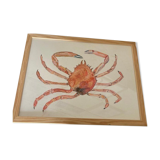 Sea spider
