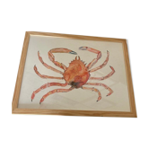 Sea spider