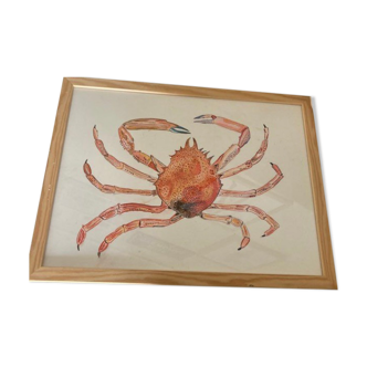 Sea spider