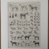 Lithograph of horses - 1930