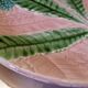 Dessert plates
