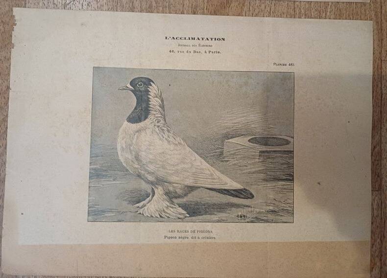 Suite de 11lLithographies ornithologiques XIXème - Races de Pigeons