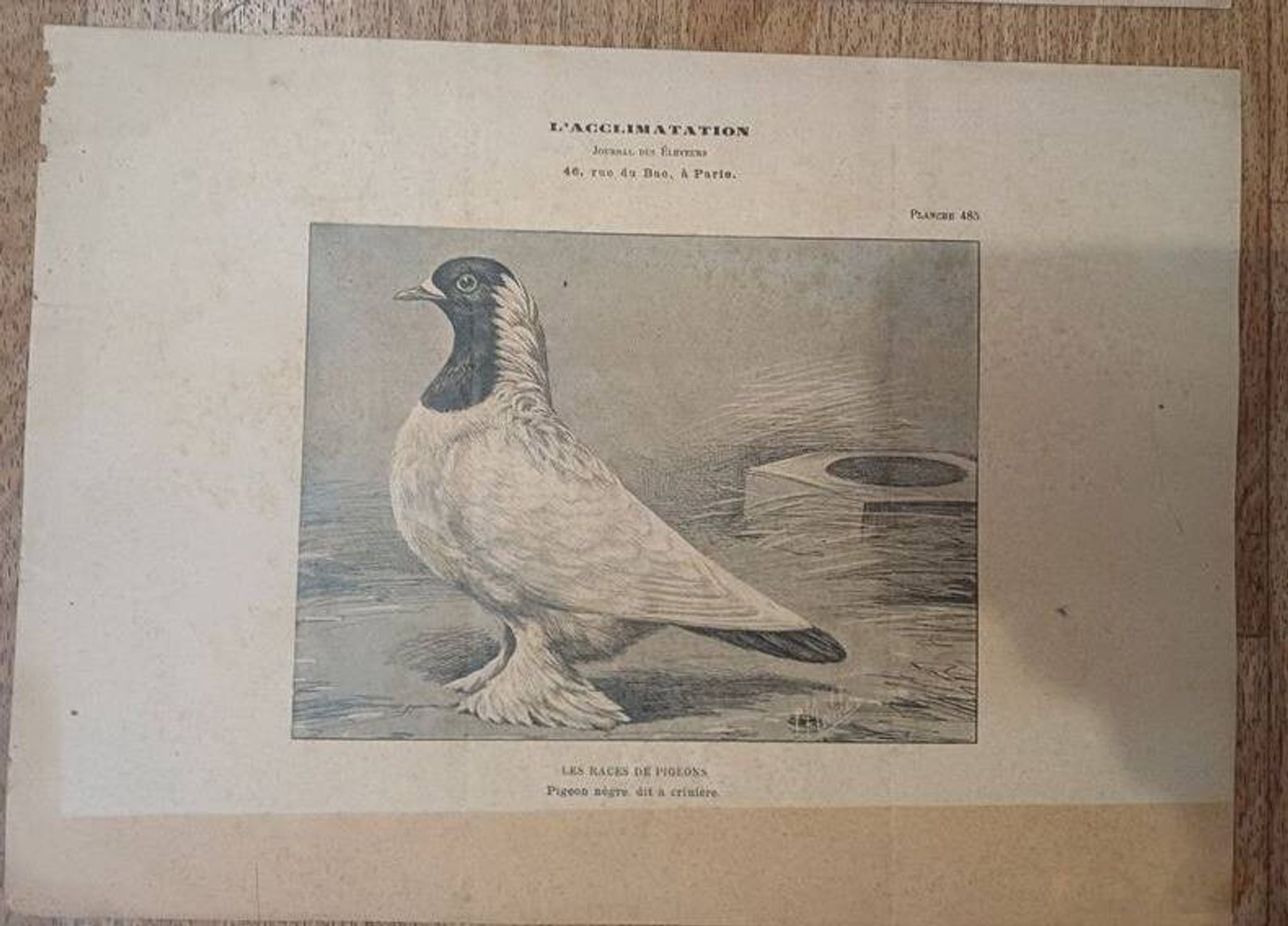 Suite de 11lLithographies ornithologiques XIXème - Races de Pigeons