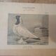 Suite de 11lLithographies ornithologiques XIXème - Races de Pigeons