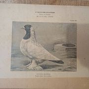 Suite de 11lLithographies ornithologiques XIXème - Races de Pigeons