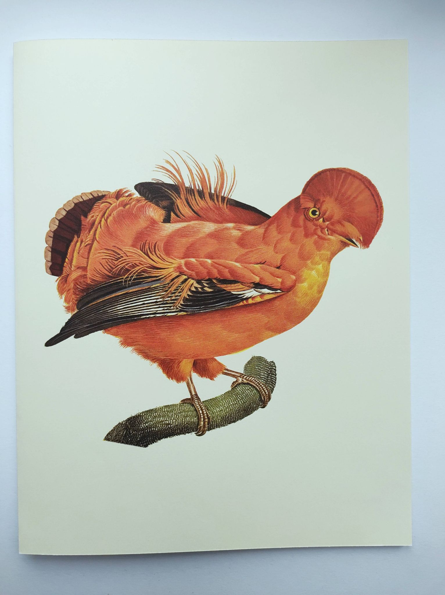 Old board - Rooster of Guyana - Vintage zoological and ornithological illustration - Bird