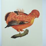 Old board - Rooster of Guyana - Vintage zoological and ornithological illustration - Bird